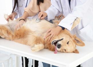 Autorizan castración urgente de una perra rescatada en un allanamiento: la Justicia reconoce su condición de “sujeto de derecho no humano”